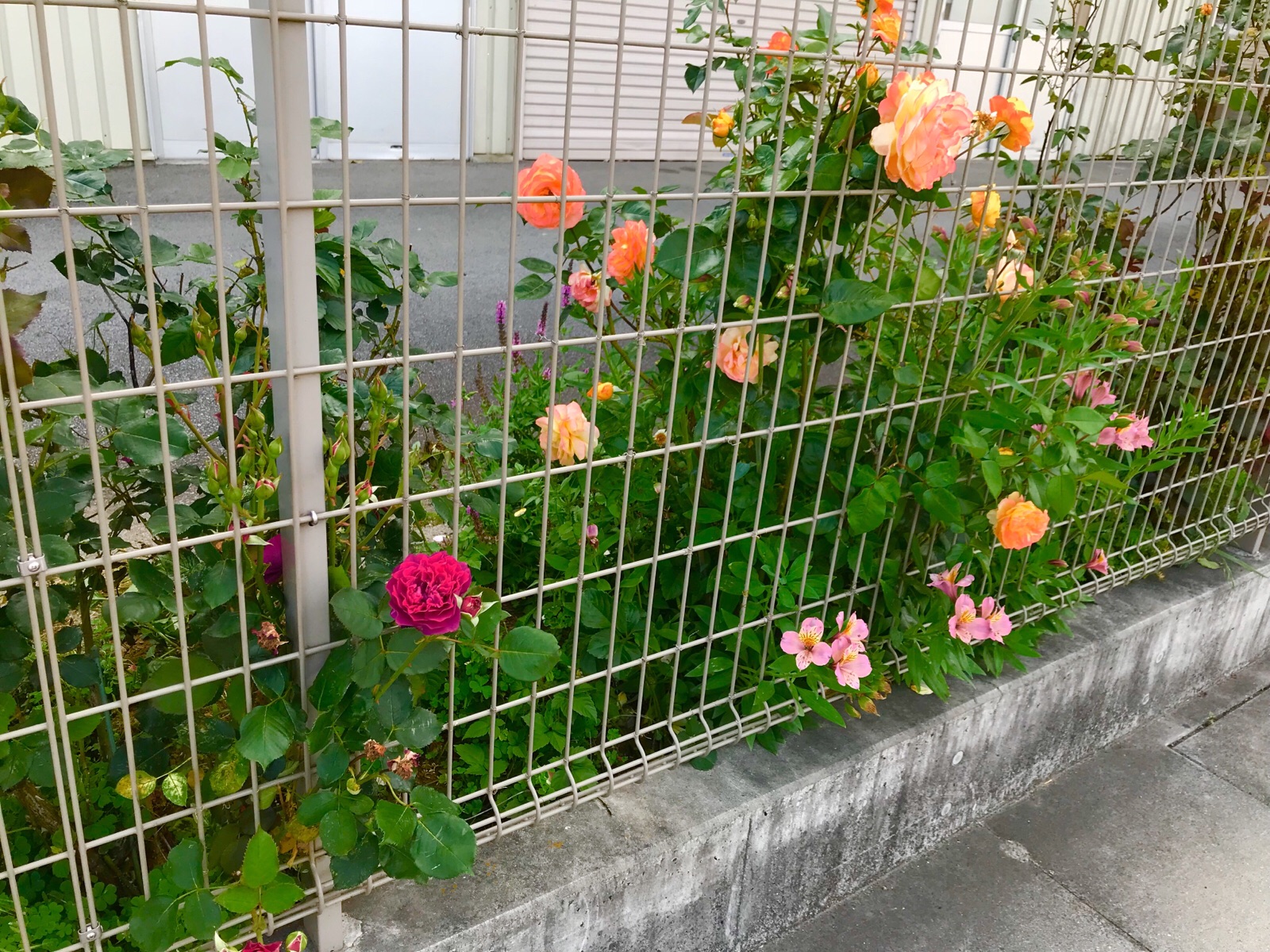 フェンスの 垣根のバラの花です シラネパック 宝石会社様用 ビニール製品販売 抜き型枠販売 ハードボード販売 さくらんぼ500g800g1kg化粧箱ウレタン付き販売