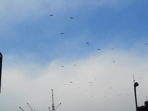 IMG_2070-1.JPG