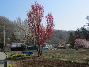 IMG_0365-1.JPG