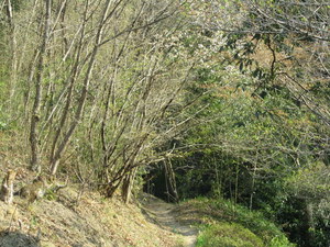 IMG_0393-1.JPG