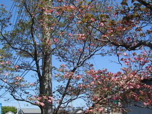 IMG_0654-1.JPG