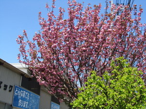 IMG_0657-1.JPG