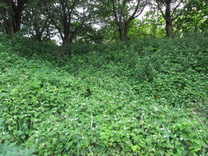 IMG_2264-1.JPG
